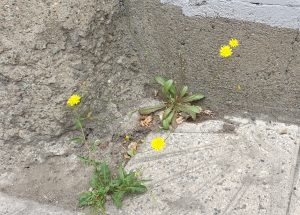 گلی در شکافِ دیوار…
