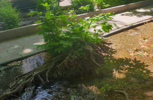 زیبای ناراضی
